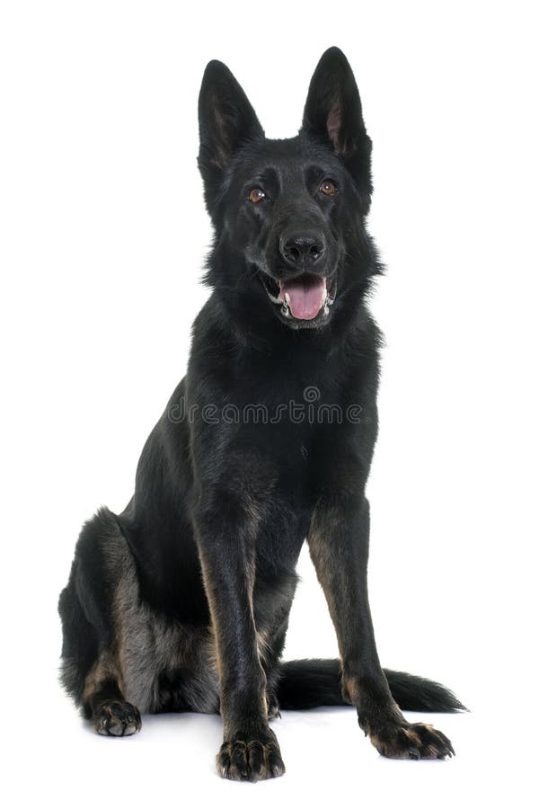 Black german shepherd stock photos