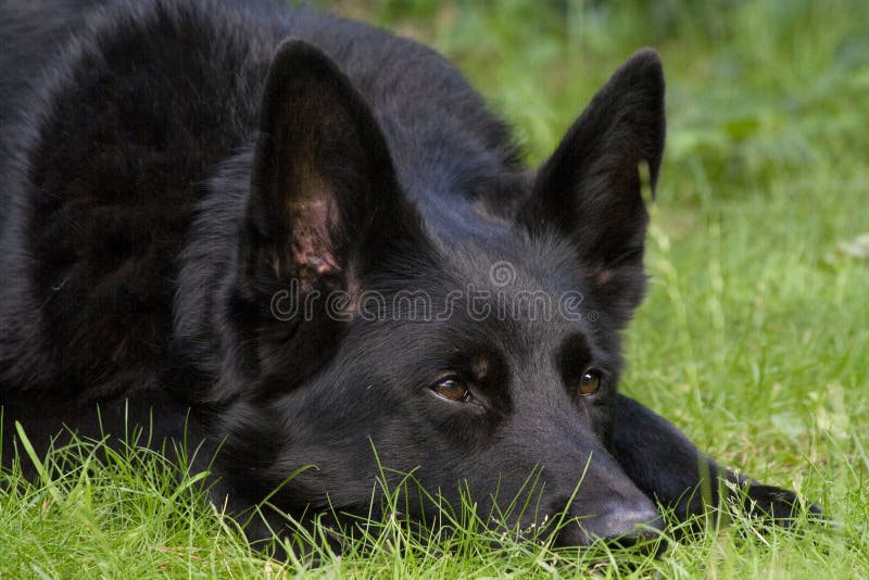 Black German shepherd dog royalty free stock photography