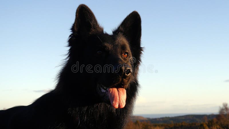 Black Belgian Shepherd Dog stock photo. Image of protective - 67318698