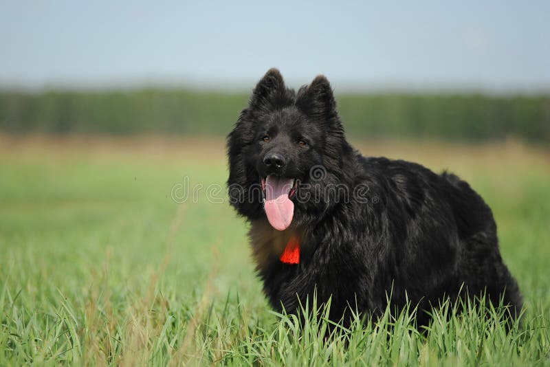 Black German Shepherd stock photo