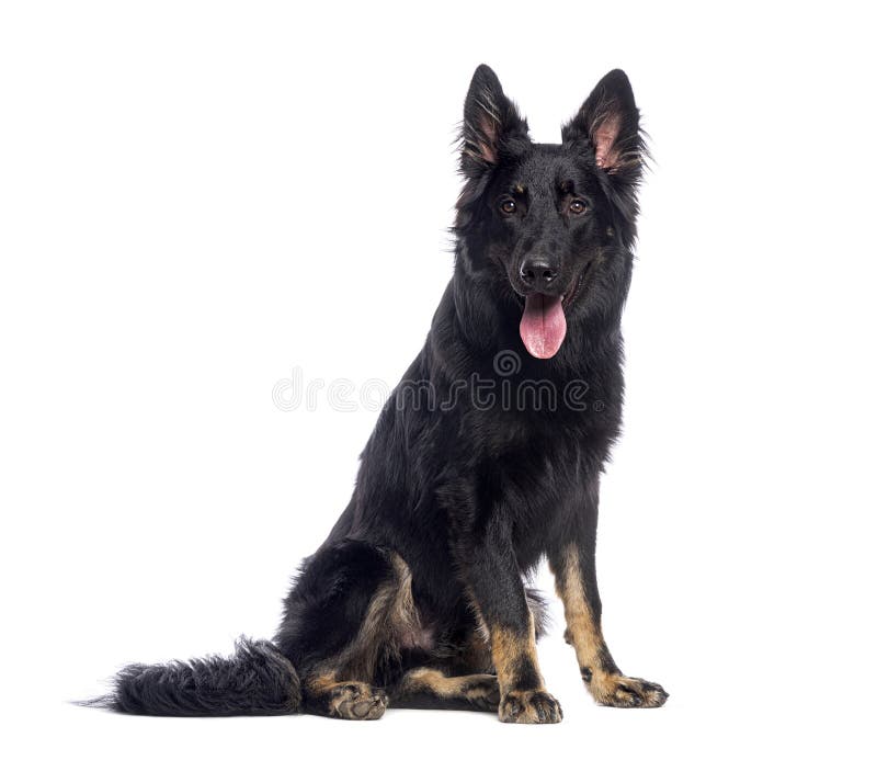 Black german shepherd dog sitting and panting on white background stock image