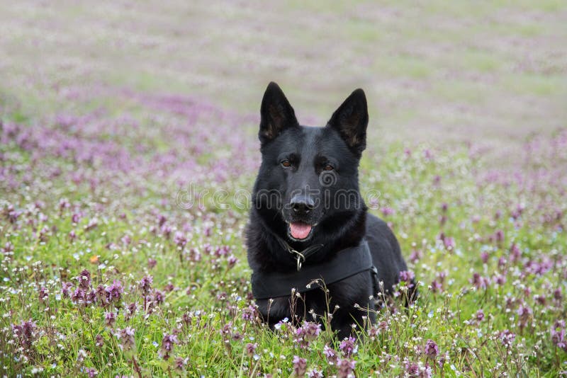 Black German Shepherd between Flowers Stock Photo Image of guard