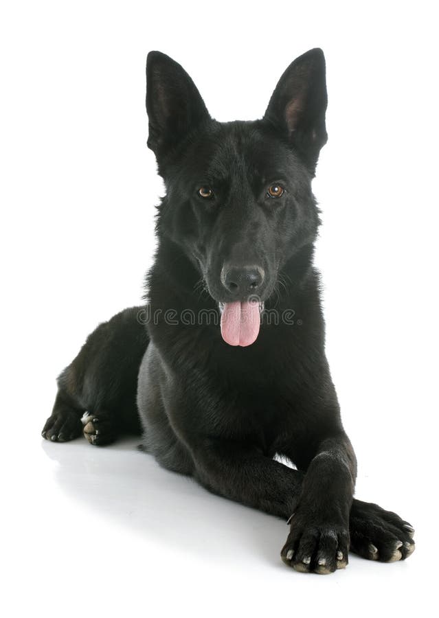 Black german shepherd royalty free stock images