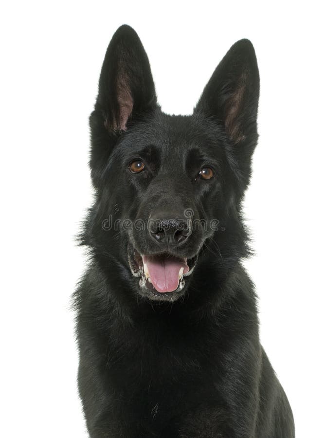 Black german shepherd royalty free stock photos