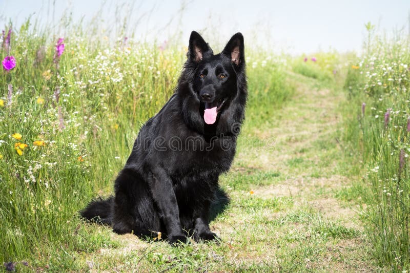 Black german shepherd in nature stock photos
