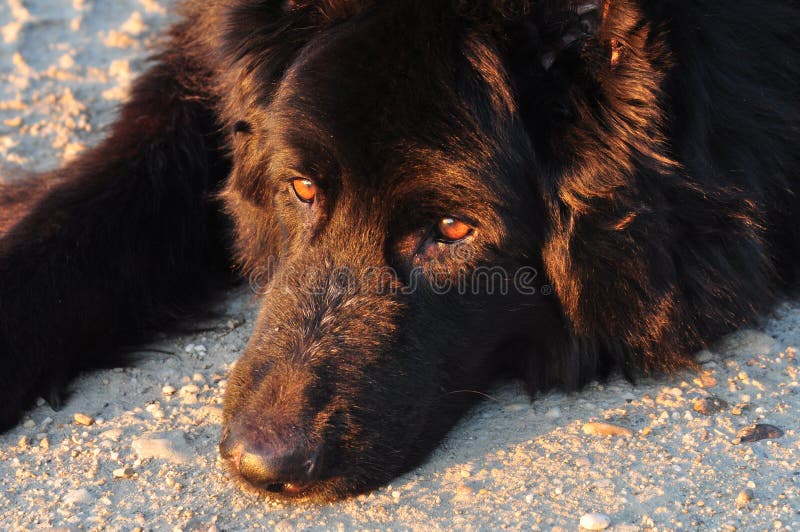 Black german shepherd. royalty free stock images