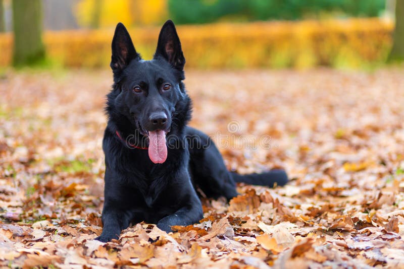 Black German Shepherd with Long Tongue in Autumn in the Park. Dog is ...