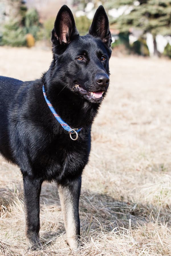 Black German Shepherd stock photo. Image of german, isolated 39394148
