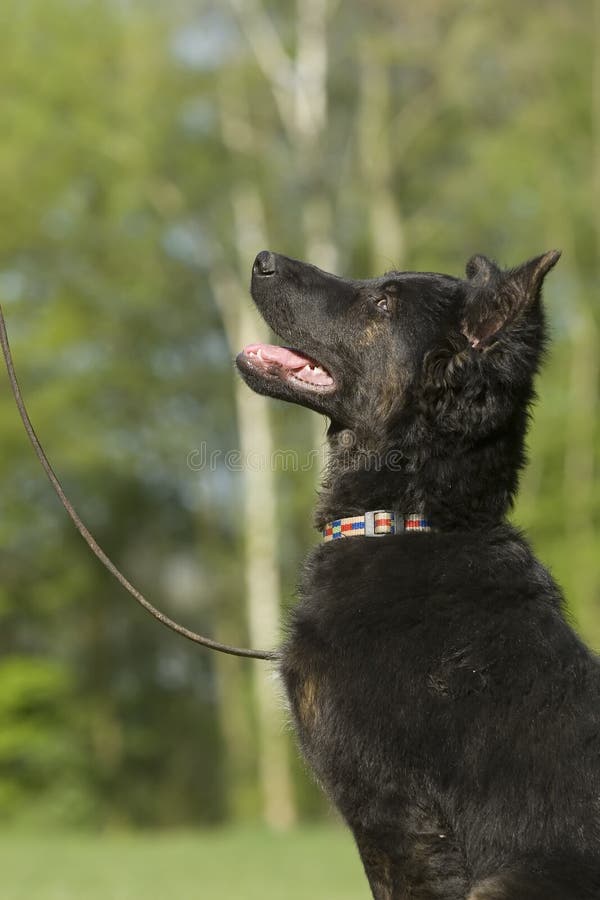 Black german shepherd puppy royalty free stock image