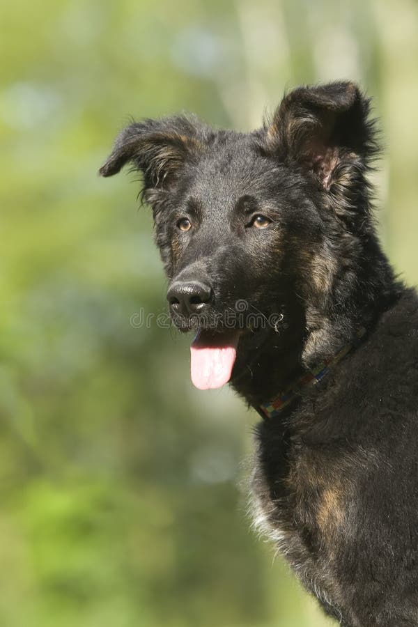 Black german shepherd puppy stock photography