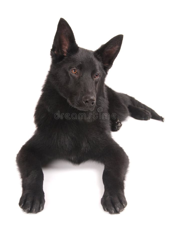 Black German Shepherd Puppy royalty free stock photography