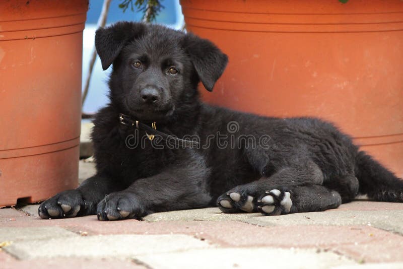Black German Shepherd Puppy royalty free stock photo