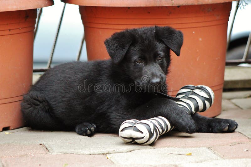 Black German Shepherd Puppy royalty free stock photo