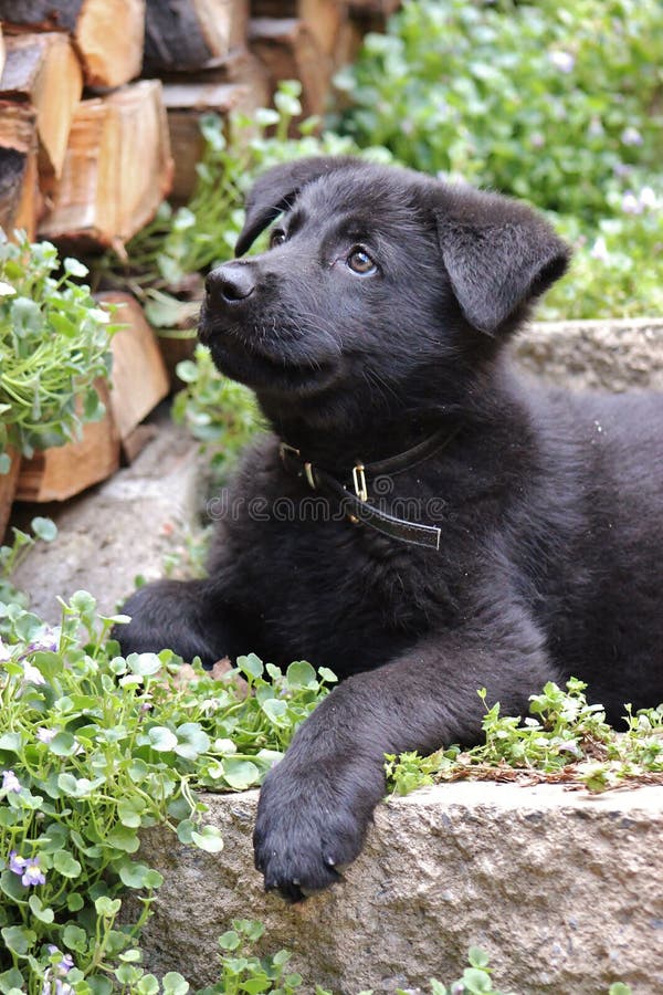 Black German Shepherd Puppy royalty free stock image