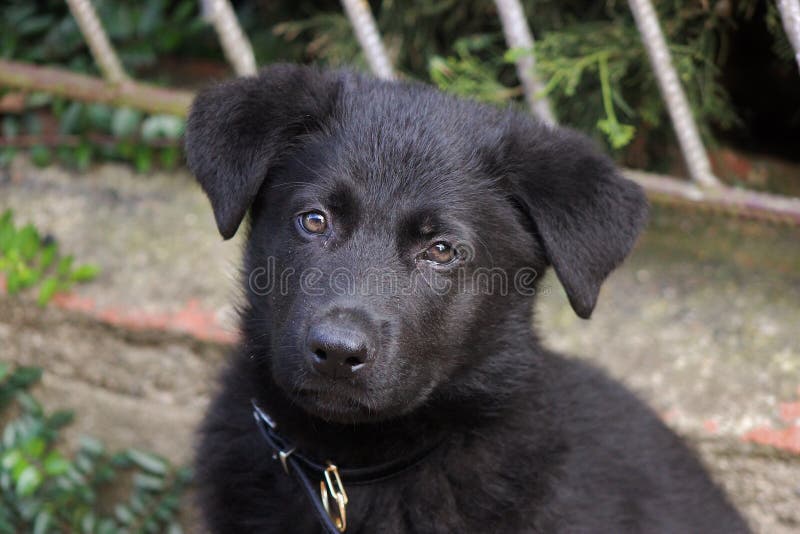 Black German Shepherd Puppy royalty free stock photos
