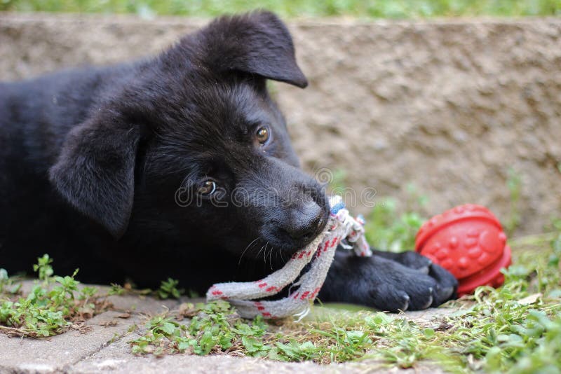 Black German Shepherd Puppy stock photos