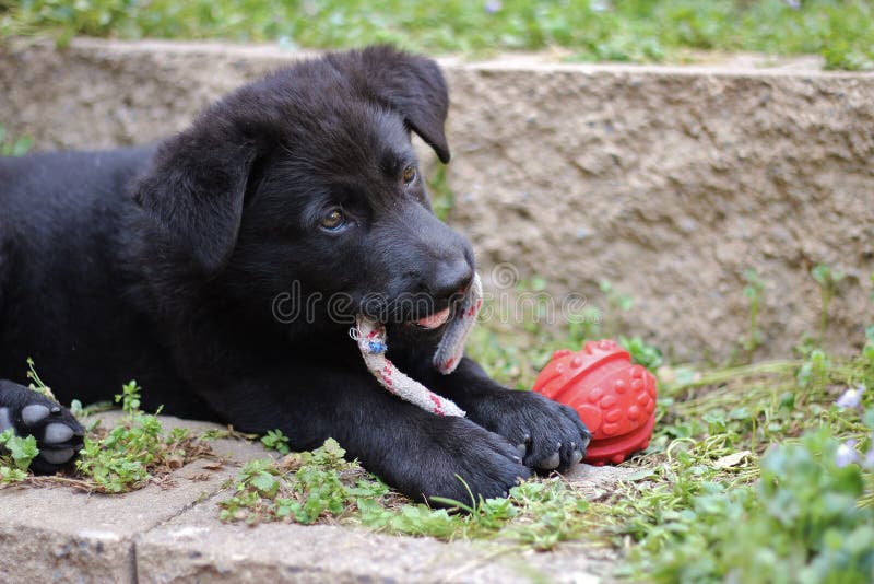 Black German Shepherd Puppy royalty free stock image