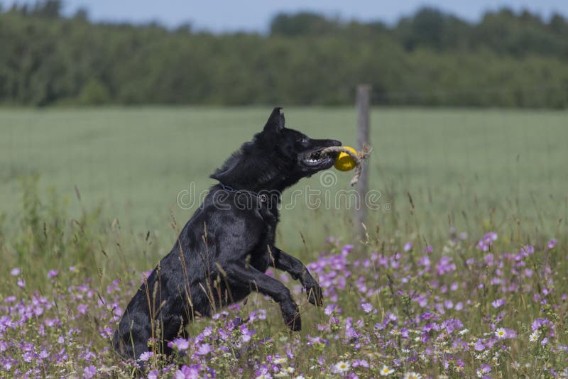 Black german shepherd is running on a field with blossoming meadow