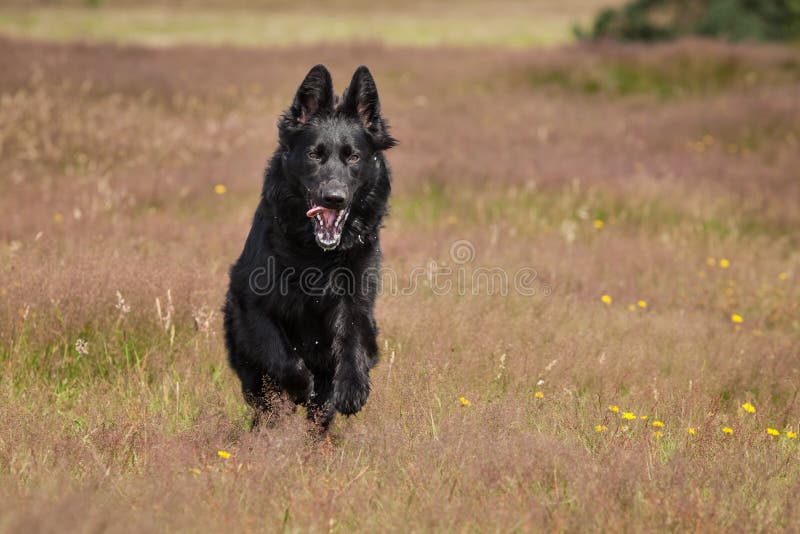 Black German Shepherd running stock photography