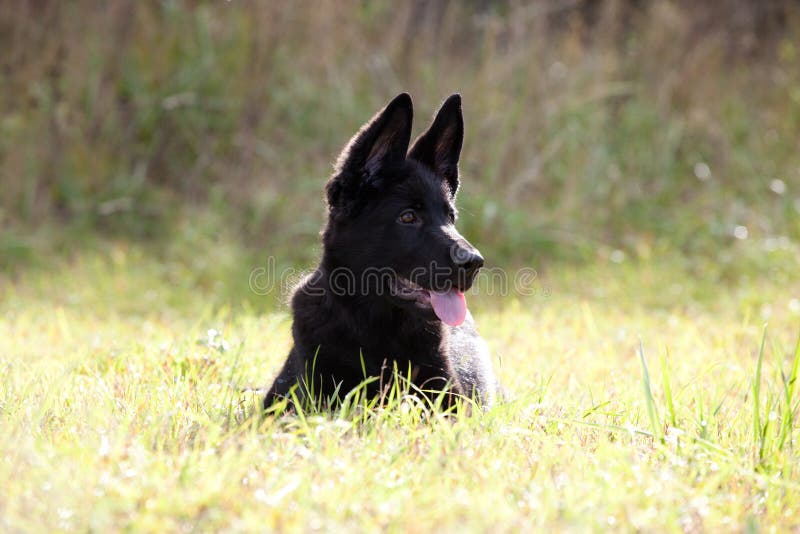 Black German shepherd`s puppy