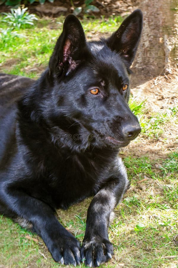 Black German Shepherd royalty free stock photography