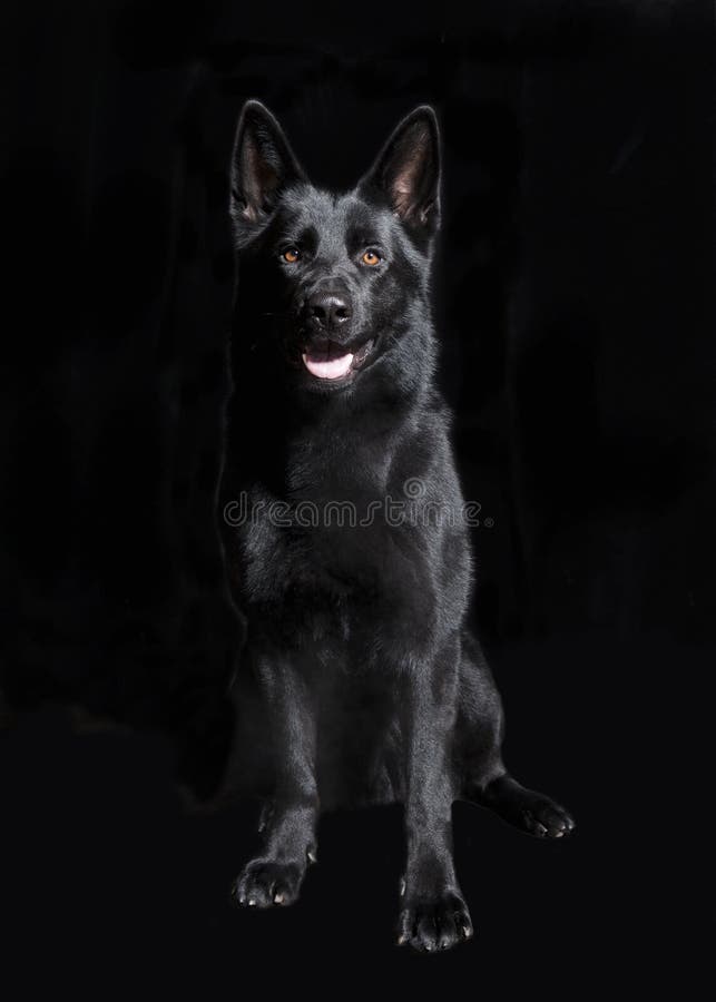 Black German Shepherd sitting royalty free stock images