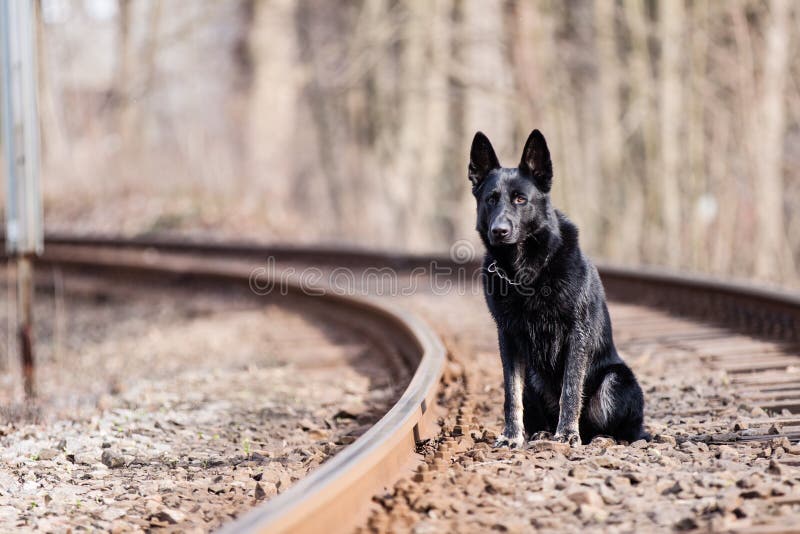 Black German shepherd stock photo