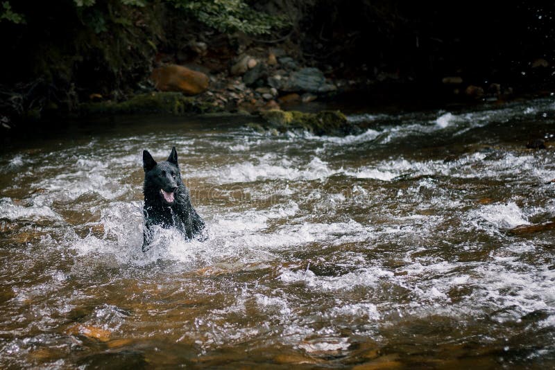 Black german shepherd in wild river stock images