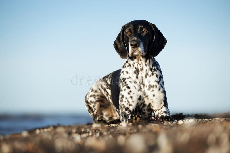 Black german shorthaired pointer dog lying on the beach stock photo