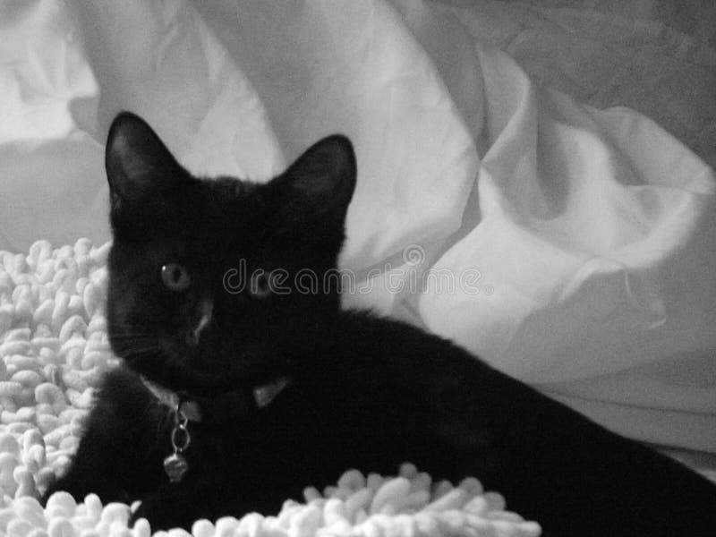 10 007 Black Girl Cat Photos Free Royalty Free Stock Photos From Dreamstime 10 007 Black Girl Cat Photos Free Royalty Free Stock Photos From Dreamstime