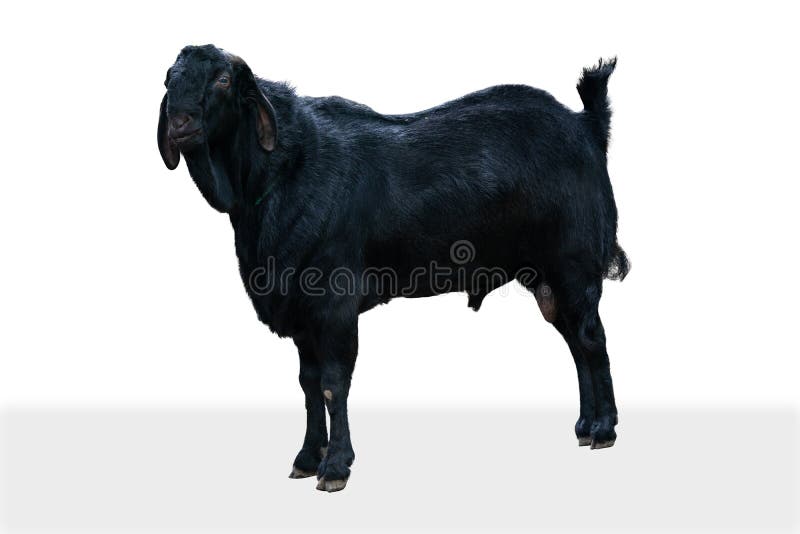 indian goat png