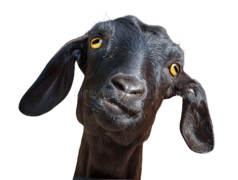 Black goat isolated on white