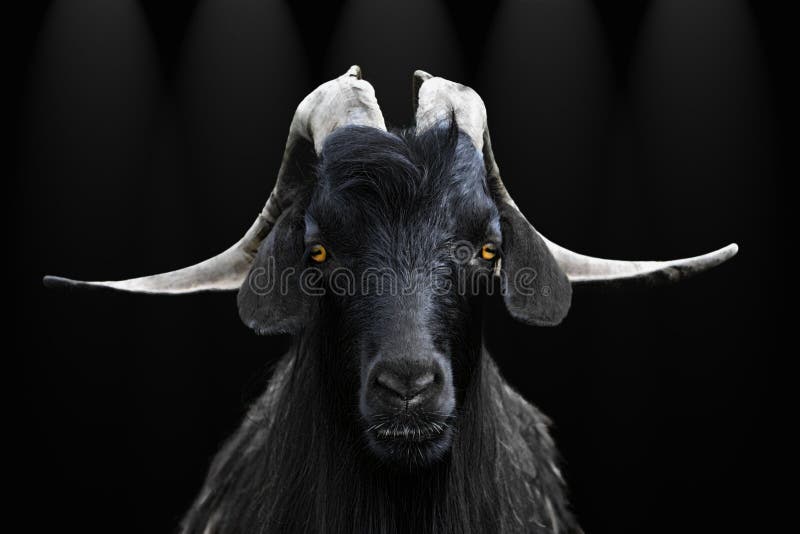 23 063 Black Goat Photos Free Royalty Free Stock Photos From Dreamstime