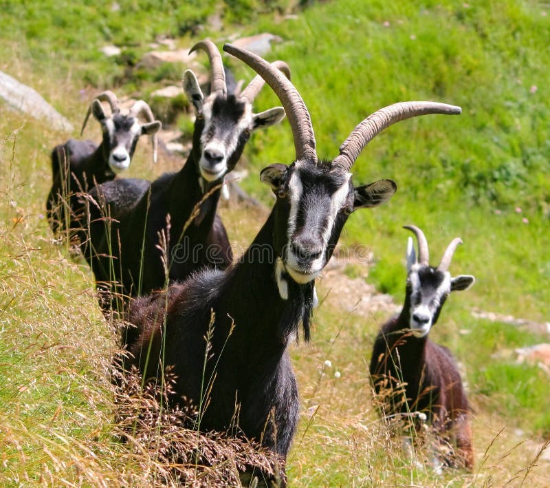 Black Goats with big Horns