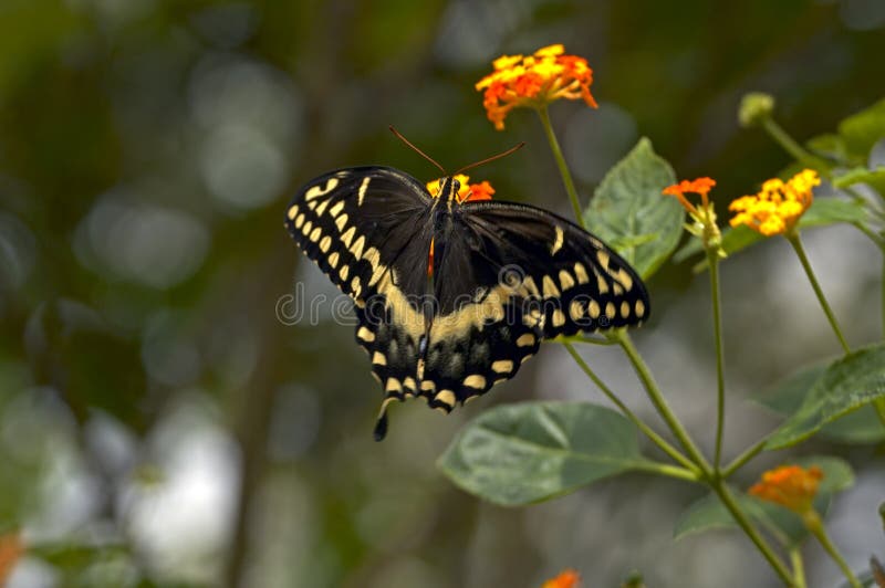 Download Black and Gold Butterfly stock photo. Image of butterfly ...