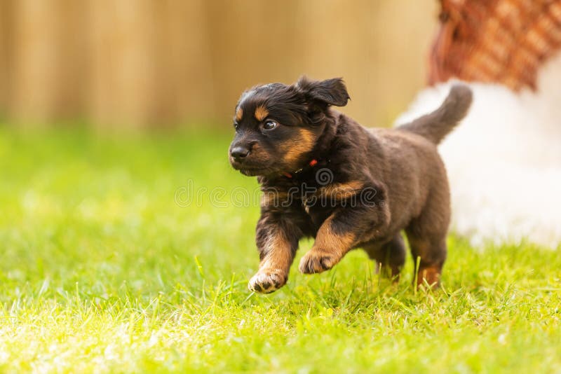 Black and gold Hovie, dog hovawart cute puppy running awkwardly on the grass