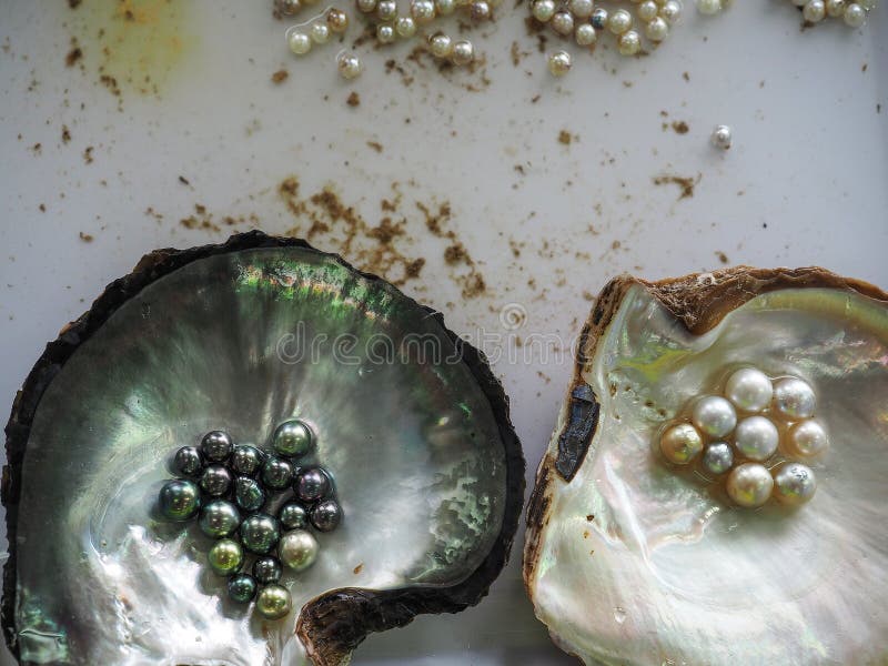 Black and gold pearls in oyster shells. Overhead shot