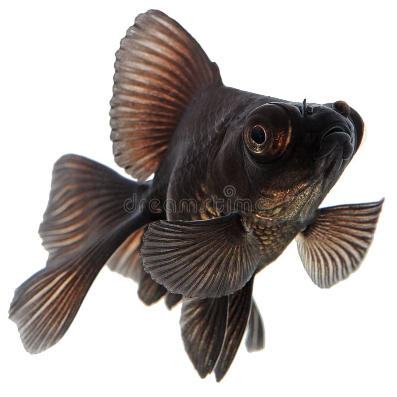 Black Goldfish stock photo. Image of little, nature, habitat - 29835684
