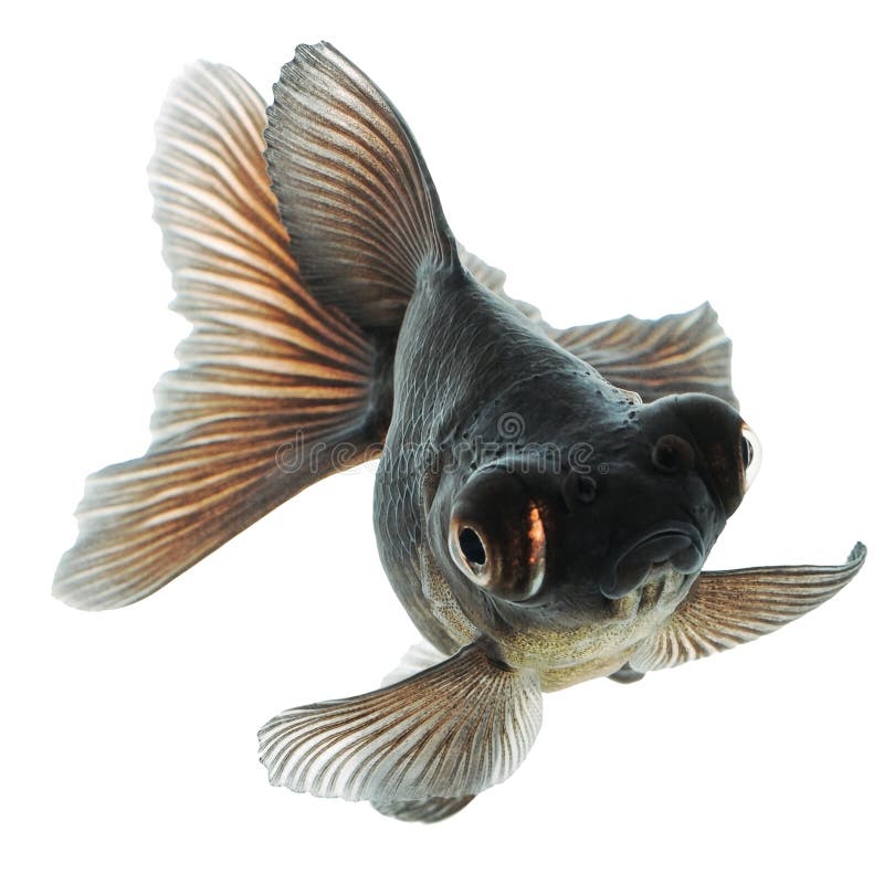 Black Goldfish stock photo. Image of clear, lazy, golden - 29837574