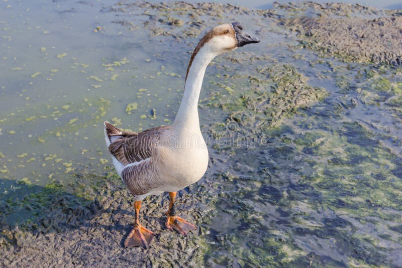 Black goose farm in Thailand stock images