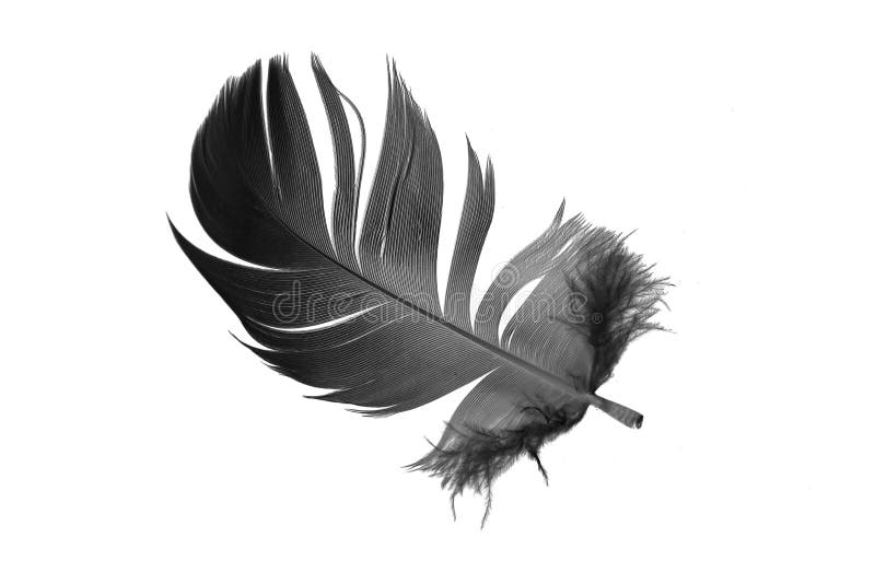 Black Goose Feather on a White Isolated Background Stock Image Image