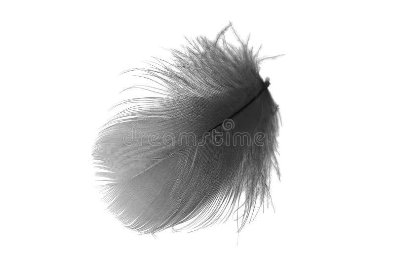 Black Goose Feather on a White Isolated Background Stock Photo Image