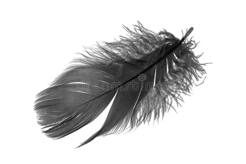 Black Goose Feather on a White Isolated Background Stock Photo Image