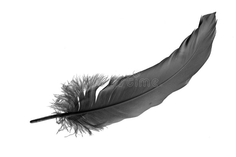 Black Goose Feather on a White Isolated Background Stock Photo Image