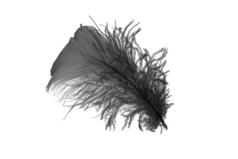 Black Goose Feather on a White Isolated Background Stock Photo Image