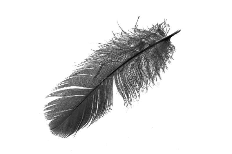 Black Goose Feather on a White Isolated Background Stock Photo Image