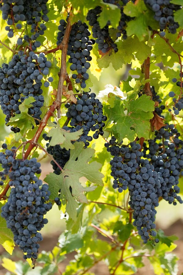 Black Grape Sauvignon Stock Photo Image of crops,