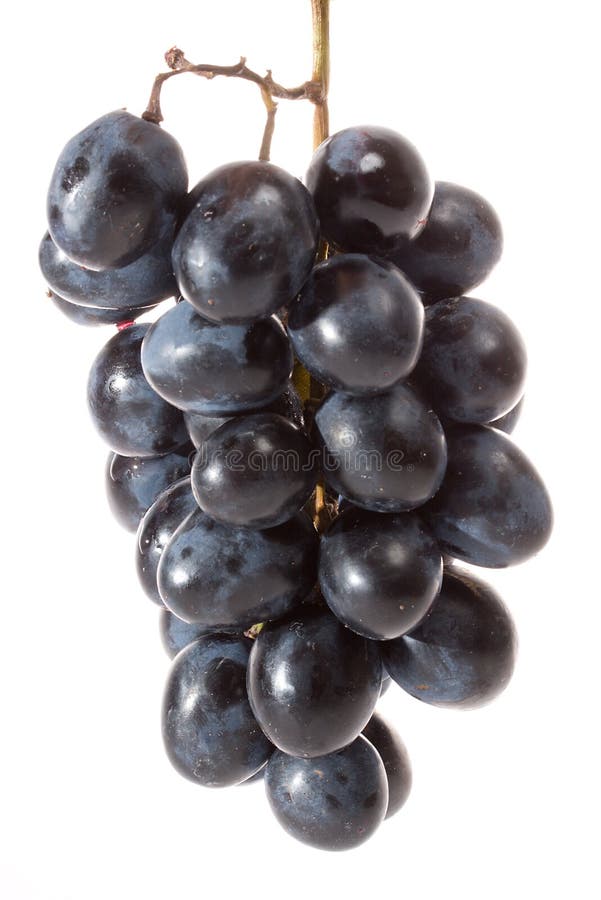 Black grapes stock photo. Image of healthy, black, crop 6472446