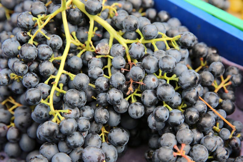 Black Grapes stock photo. Image of delicious, grape, black 33808524