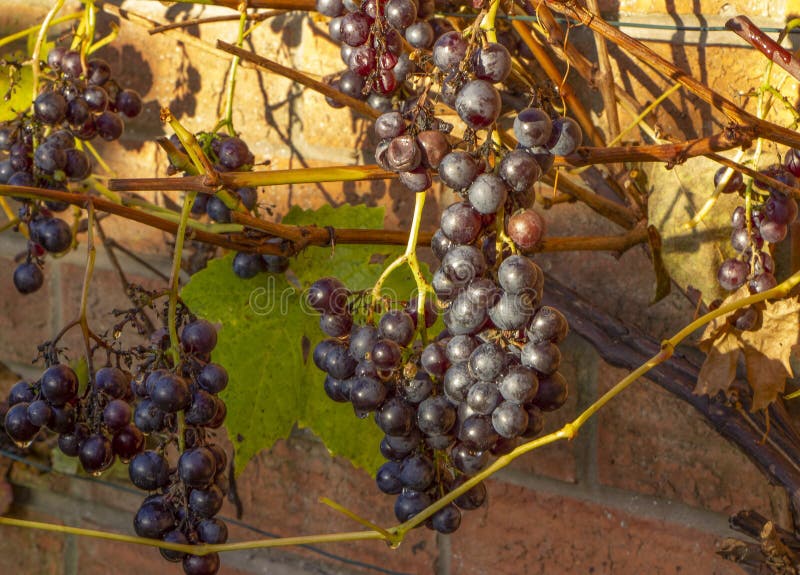 Black grapes hanging on a vine which does not have any leaves stock photography Black grapes hanging on a vine which does not have any leaves stock photography